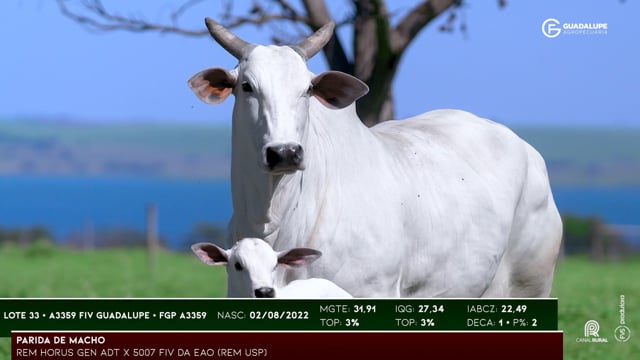 Lote 33