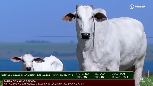 Lote 34