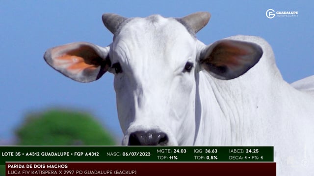 Lote 35