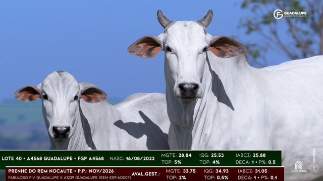 Lote 40