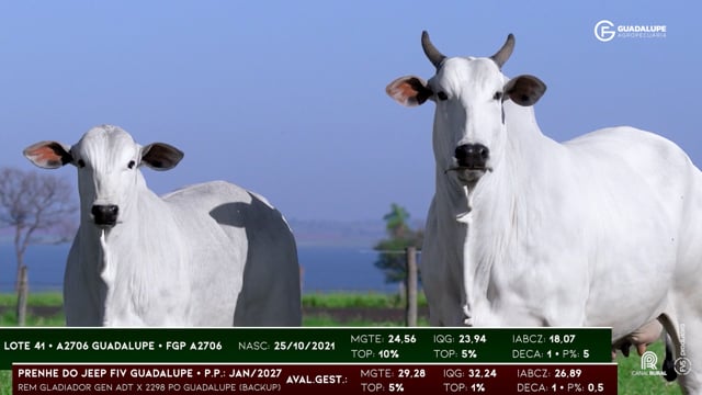Lote 41