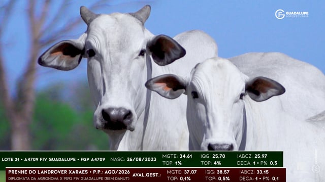 Lote 31