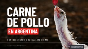 Al interior de las granjas intensivas de pollos en Argentina