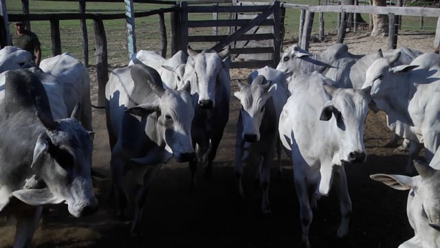 Lote 16PA
