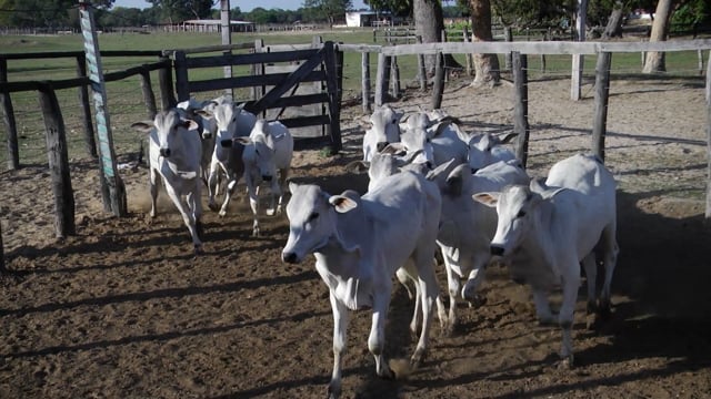 Lote 17PA