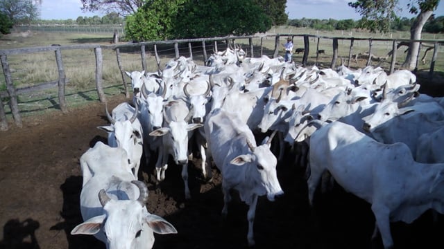 Lote 14P