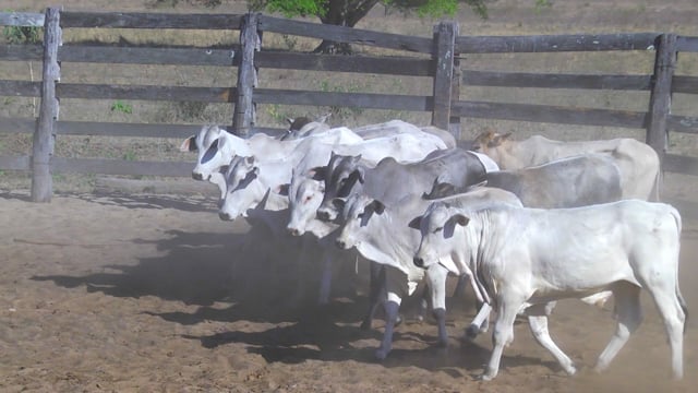 Lote 19P