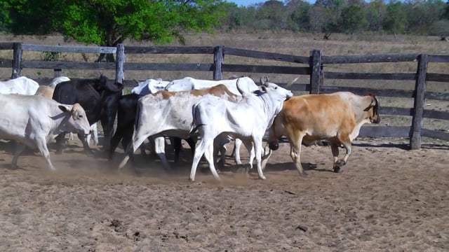 Lote 20P