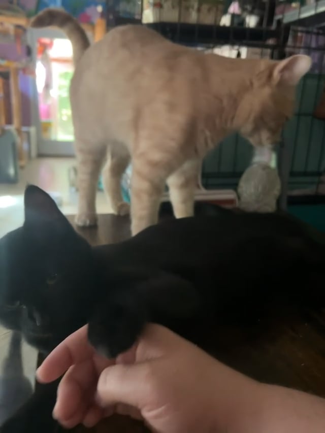 Enlarge Beetle, a ADOPTABLE Domestic Short Hair in Huntington, MA video 6/6