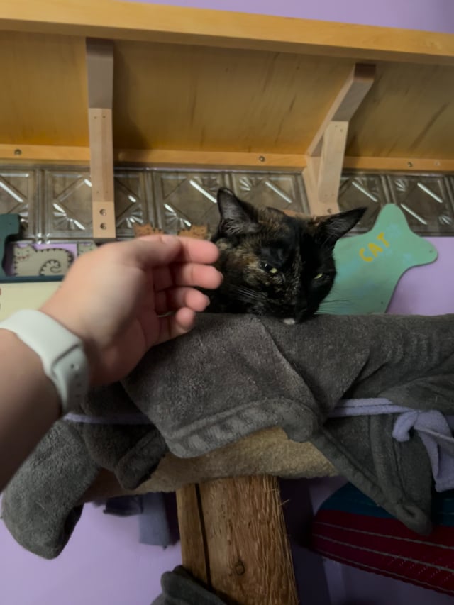 Enlarge Marisol, a Adoptable Tortoiseshell in Huntington, MA video 6/6