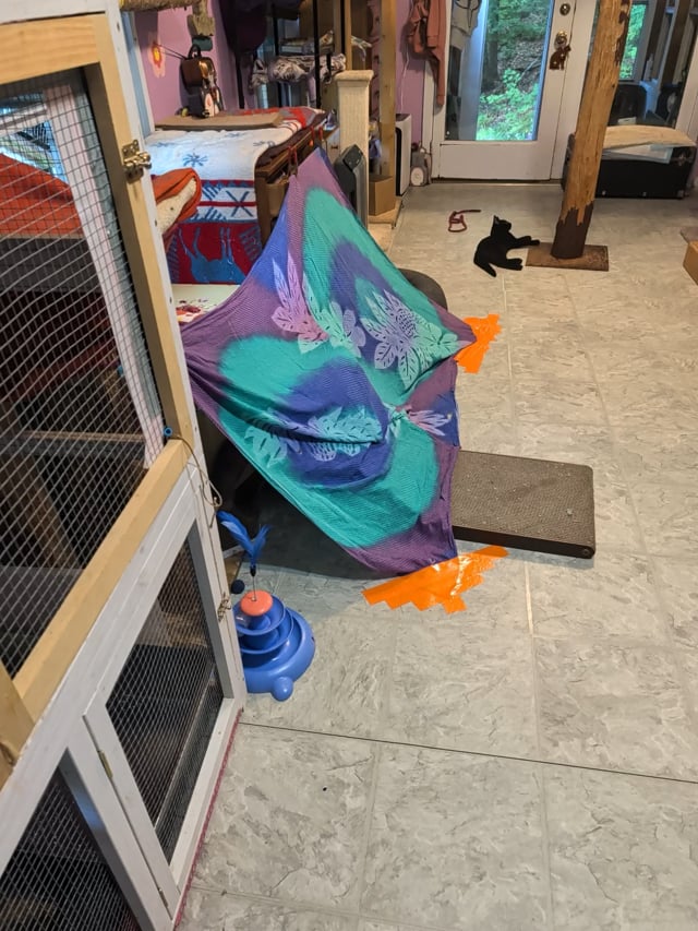 Enlarge Gibby, a Adoptable Domestic Short Hair in Huntington, MA video 5/6
