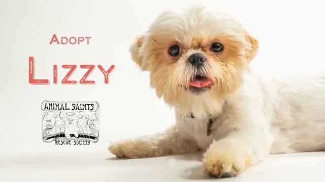 Enlarge Lizzy, a Adopted mixed breed in Fort Montgomery, NY video 6/6