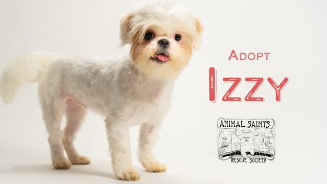 Enlarge Izzy, a Adopted mixed breed in Fort Montgomery, NY video 6/6