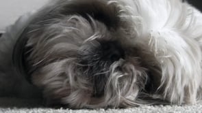 Related Embedded Video Item Thumbnail