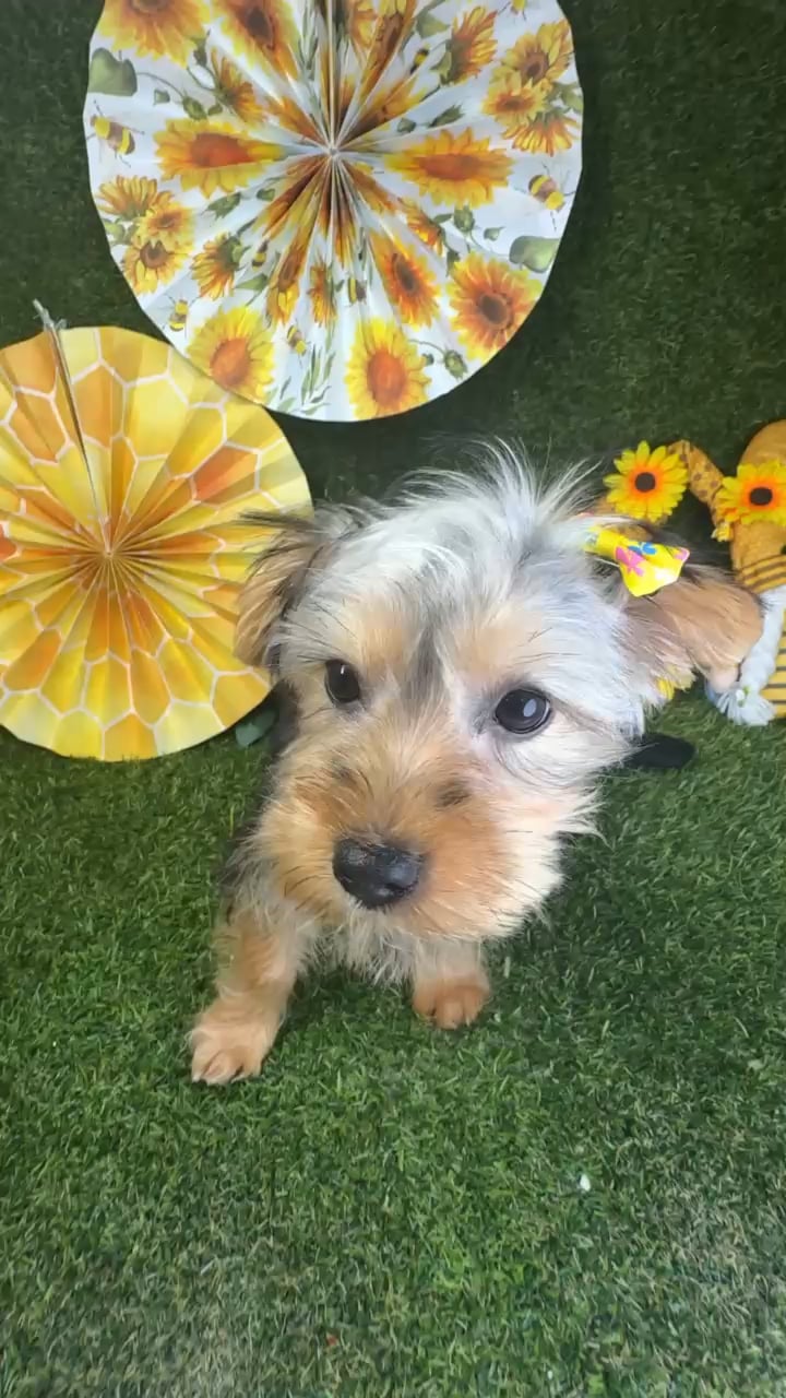 Female Silky Terrier puppy named Shorty for sale at Puppy Dreams - Arlington. video thumbnail