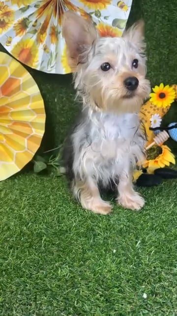 Male Silky Terrier puppy named Spoeck for sale at Puppy Dreams - Arlington. video thumbnail