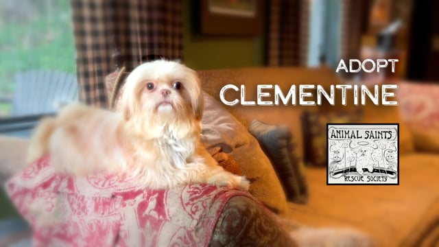 Enlarge Clementine, a Adoptable mixed breed in Fort Montgomery, NY video 6/6