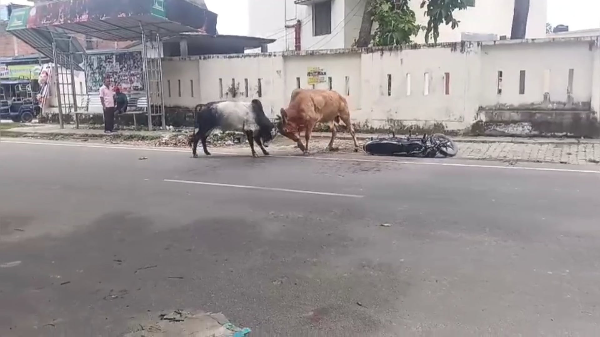 आवारा सांडों की जंग से हाइवे पर मचा हड़कंप, वीडियो सोशल मीडिया पर वायरल