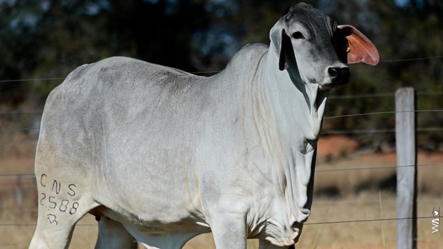 Lote 06