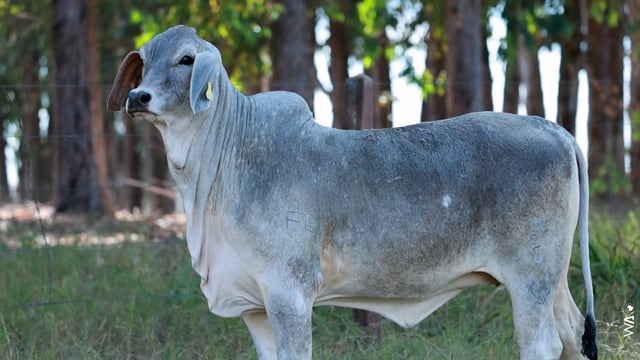 Lote 08