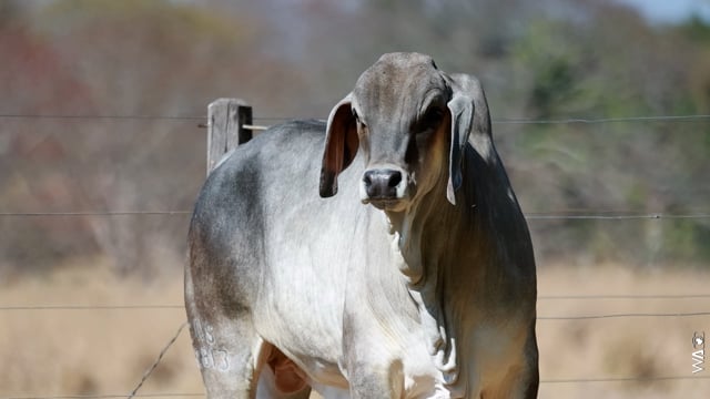 Lote 20