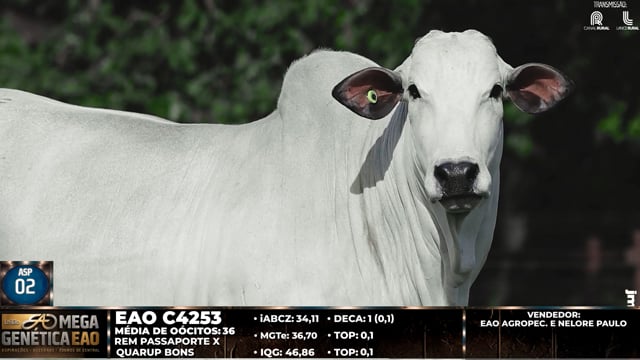 Lote ASP 02