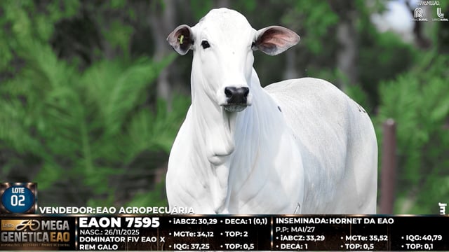 Lote 02