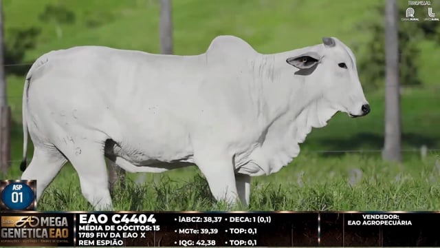 Lote ASP 01