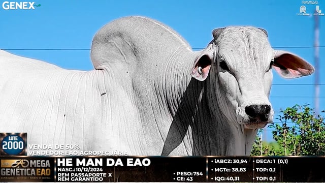 Lote 2000