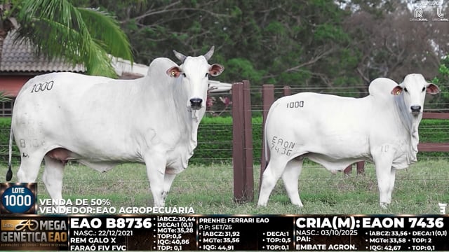 Lote 1000