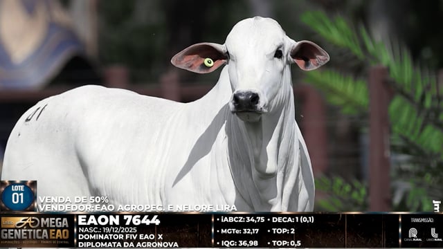 Lote 01
