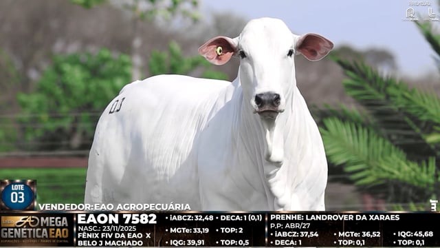 Lote 03