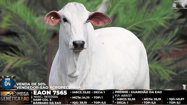 Lote 04