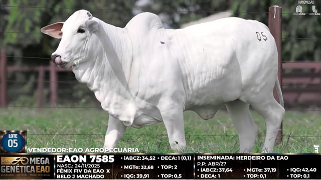 Lote 05