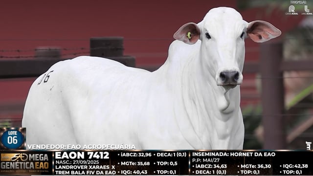 Lote 06