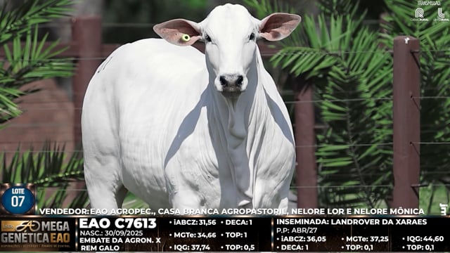 Lote 07
