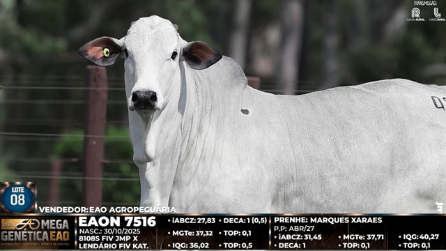 Lote 08