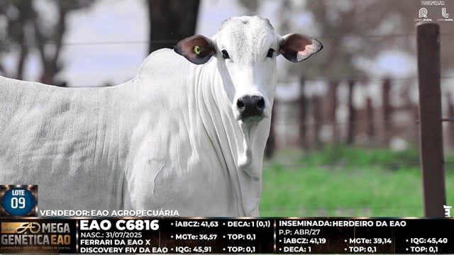 Lote 09