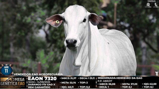 Lote 11