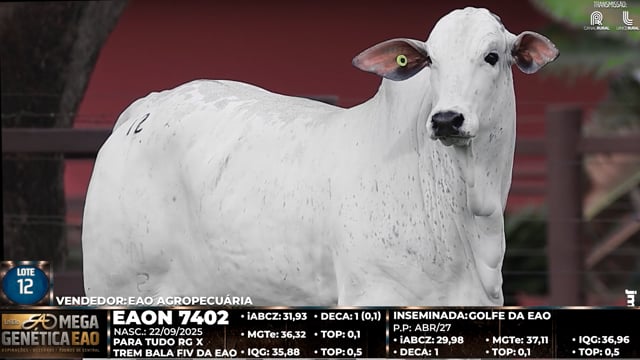Lote 12