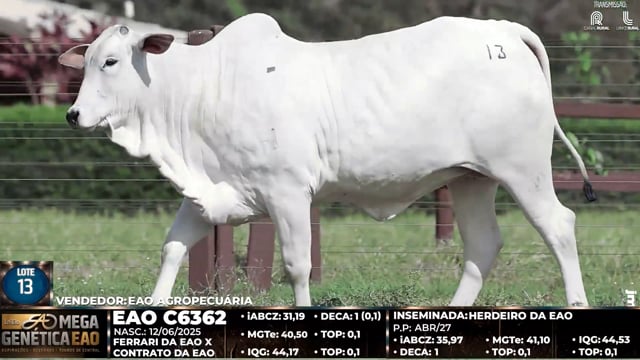 Lote 13