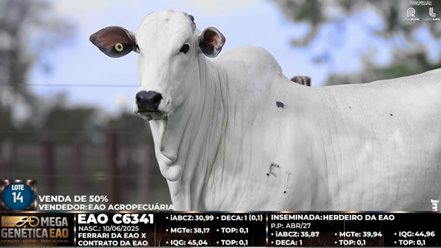 Lote 14
