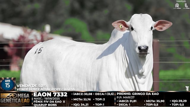 Lote 15
