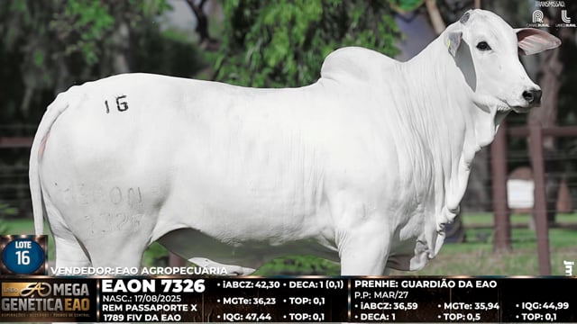 Lote 16