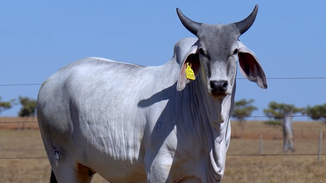Lote 03