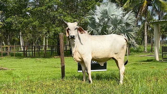 Lote 28