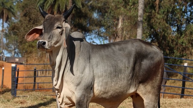 Lote 27