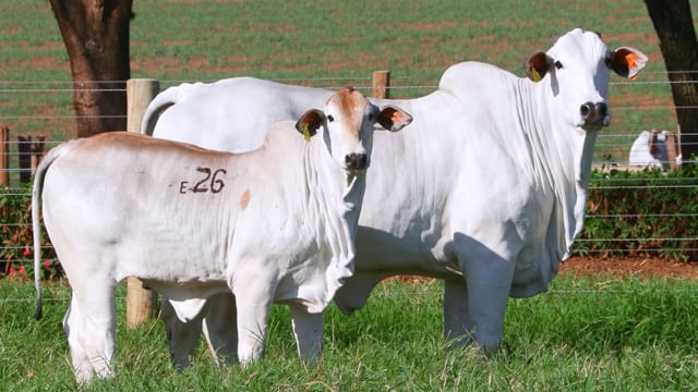 Lote E26