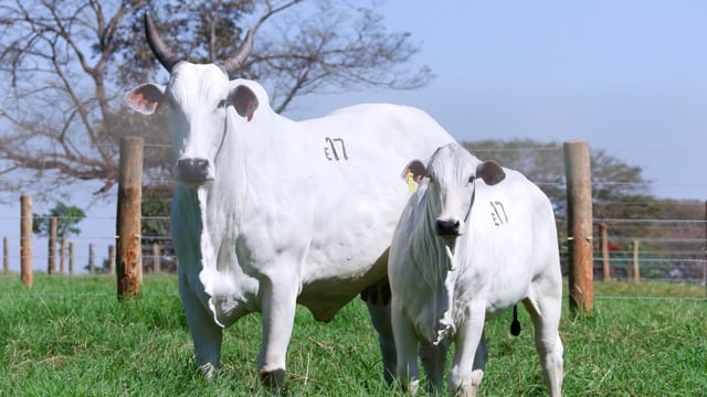 Lote E17
