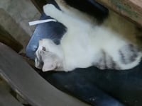 Related Embedded Video Item Thumbnail